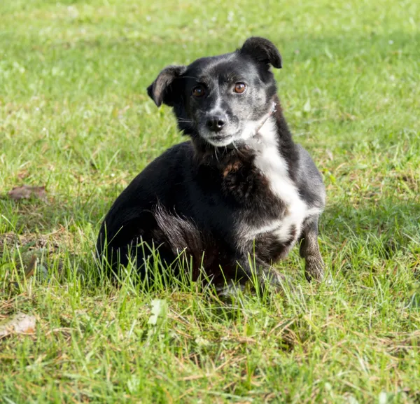 Pies do adopcji, Bełchatów, 29 listopada 2021 (4/5)