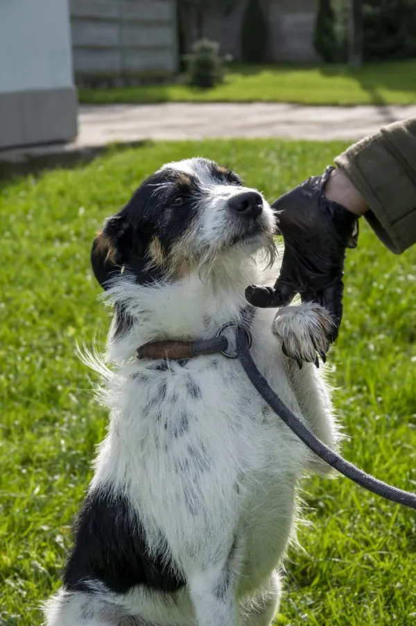 Pies do adopcji, Bełchatów, 24 października 2023 (1/5)