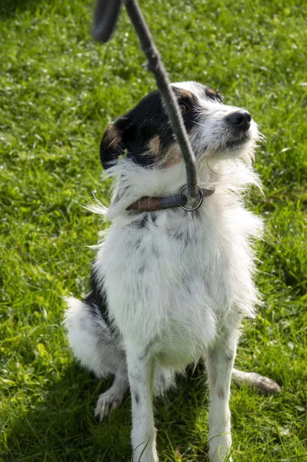 Pies do adopcji, Bełchatów, 24 października 2023 (3/5)