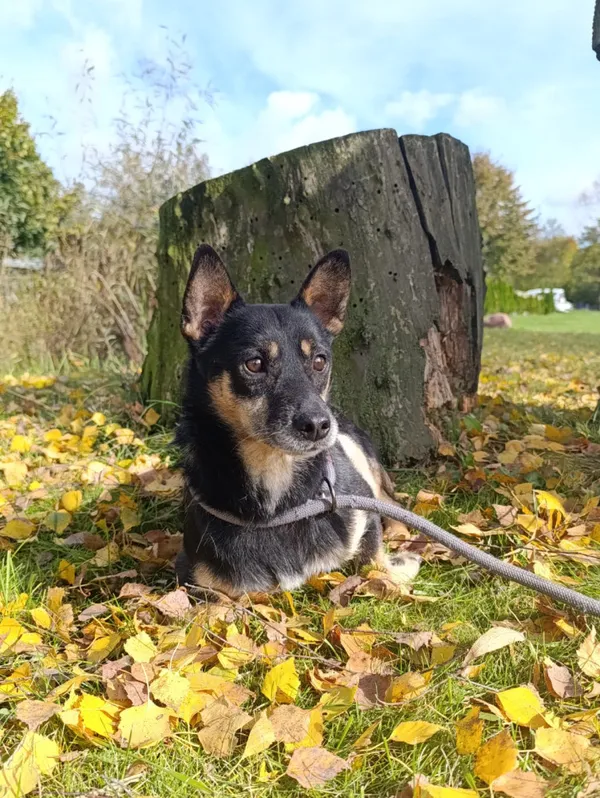 Pies do adopcji, Bełchatów, 8 kwietnia 2022 (2/5)