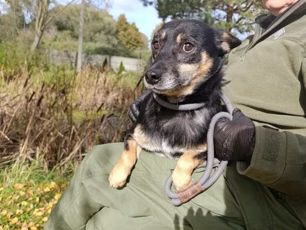 Pies do adopcji, Bełchatów, 8 kwietnia 2022 (3/5)