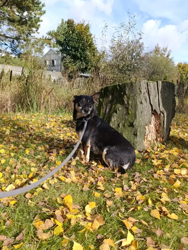 Pies do adopcji, Bełchatów, 8 kwietnia 2022 (5/5)