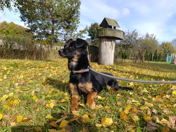 Pies do adopcji, Bełchatów, 23 sierpnia 2022 (1/5)