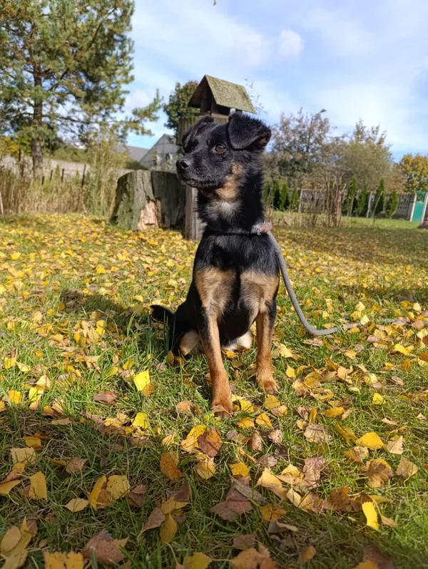 Pies do adopcji, Bełchatów, 23 sierpnia 2022 (3/5)