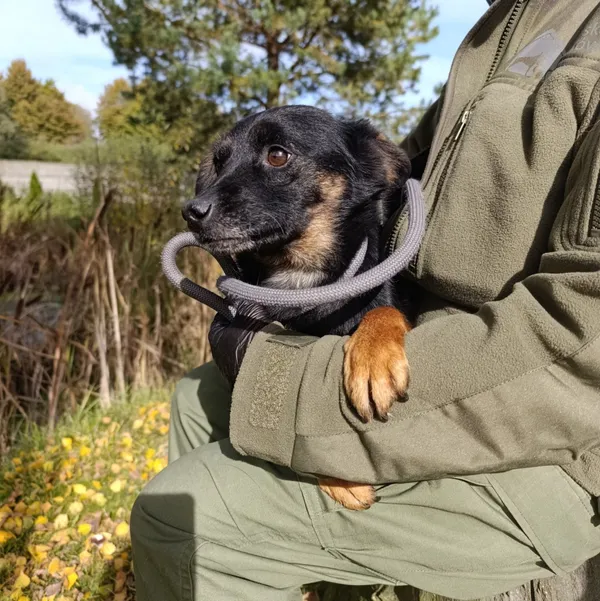 Pies do adopcji, Bełchatów, 23 sierpnia 2022 (4/5)