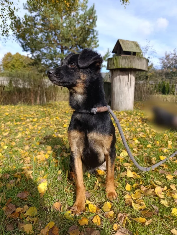 Pies do adopcji, Bełchatów, 23 sierpnia 2022 (5/5)