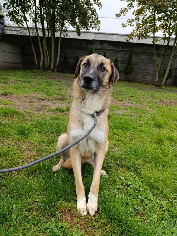 Pies do adopcji, Bełchatów, 18 stycznia 2024 (1/5)