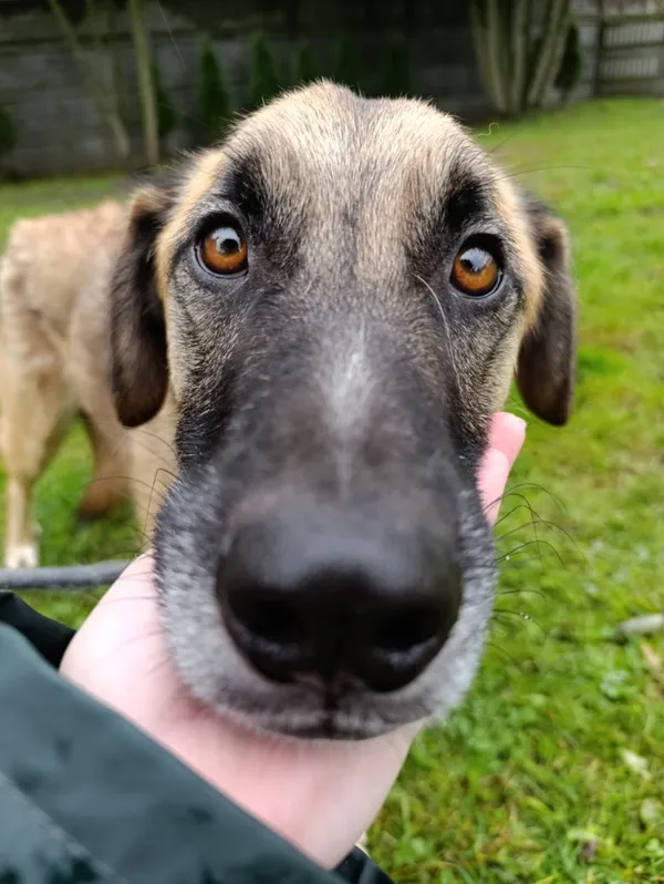 Pies do adopcji, Bełchatów, 18 stycznia 2024 (2/5)