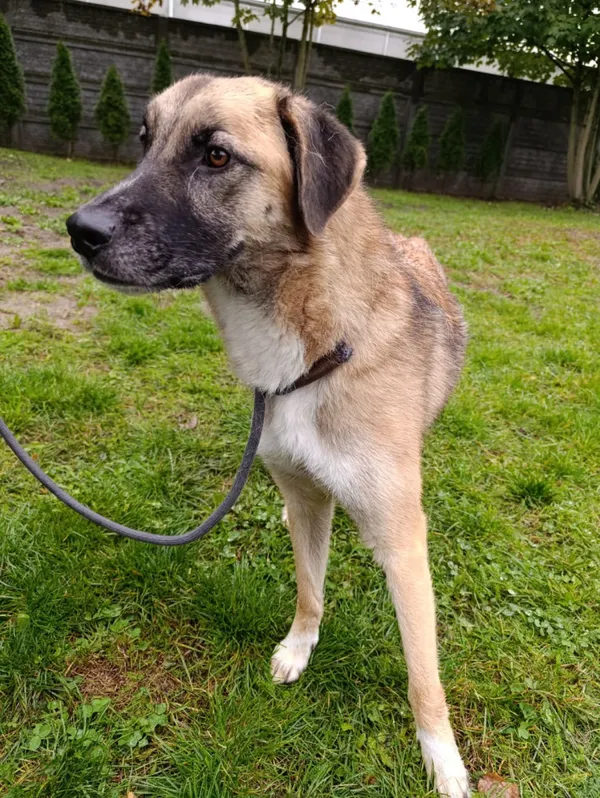 Pies do adopcji, Bełchatów, 18 stycznia 2024 (3/5)