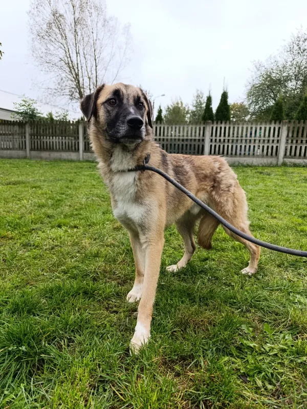 Pies do adopcji, Bełchatów, 18 stycznia 2024 (5/5)