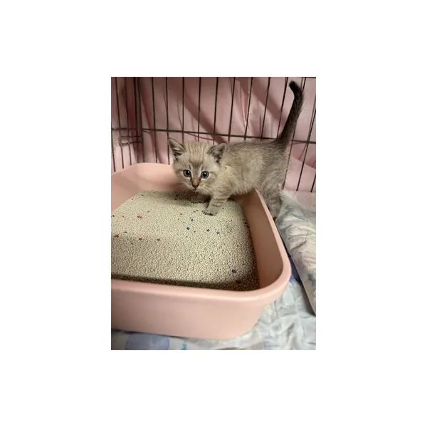 Znaleziono kota, Białystok, 31 października 2025