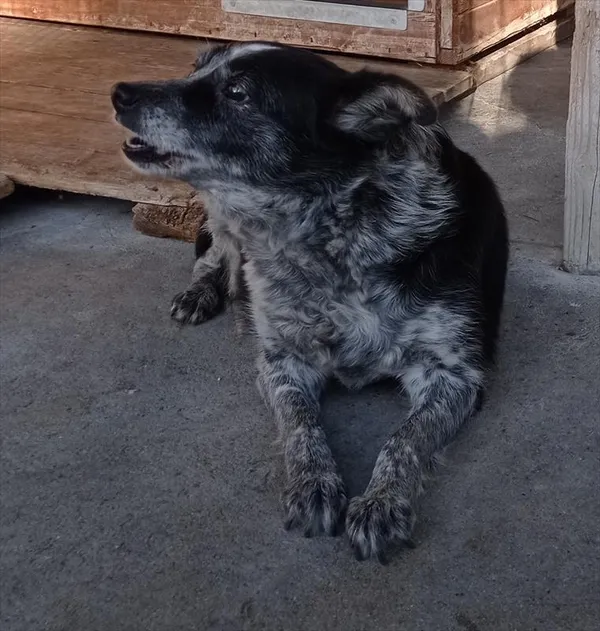 Pies do adopcji, Racibórz, 4 listopada 2025