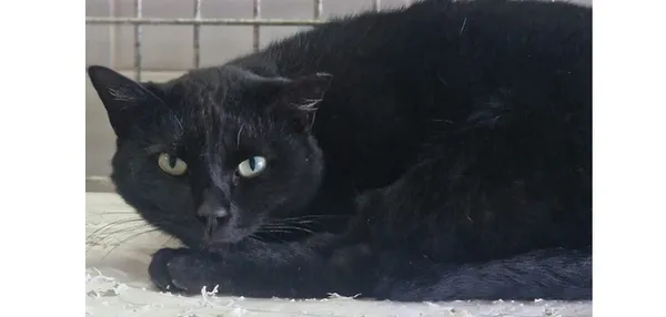 Kot do adopcji, Wrocław, 18 października 2025