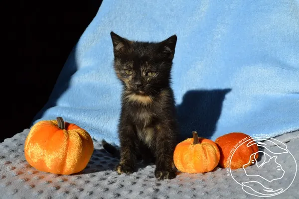 Kot do adopcji, Chełmek, 17 października 2025