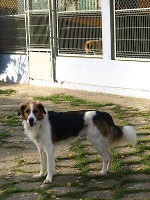 Pies do adopcji, Pabianice, 12 września 2025 (3/4)