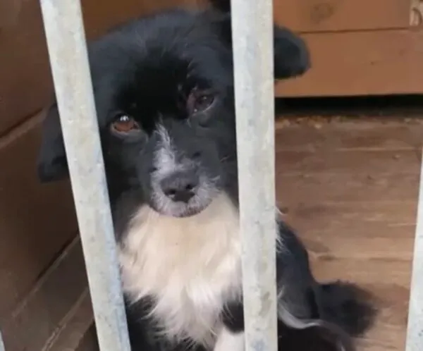 Pies do adopcji, Głowno, 5 listopada 2025 (1/4)