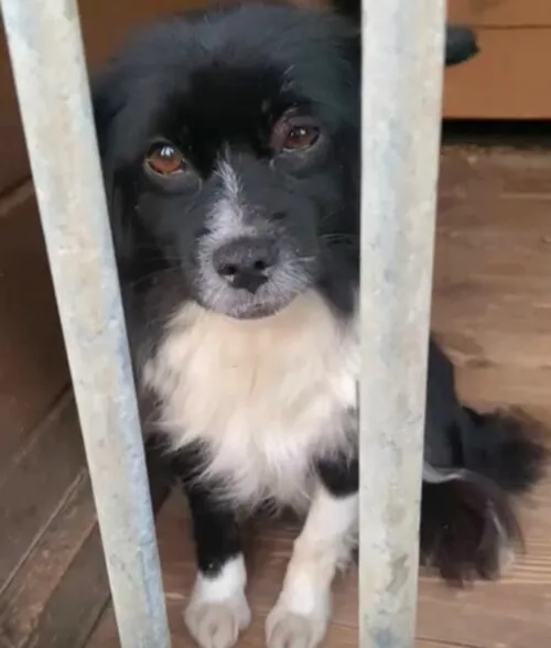 Pies do adopcji, Głowno, 5 listopada 2025 (2/4)