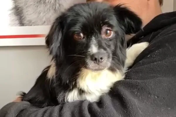 Pies do adopcji, Głowno, 5 listopada 2025 (3/4)