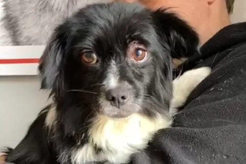 Pies do adopcji, Głowno, 5 listopada 2025 (4/4)