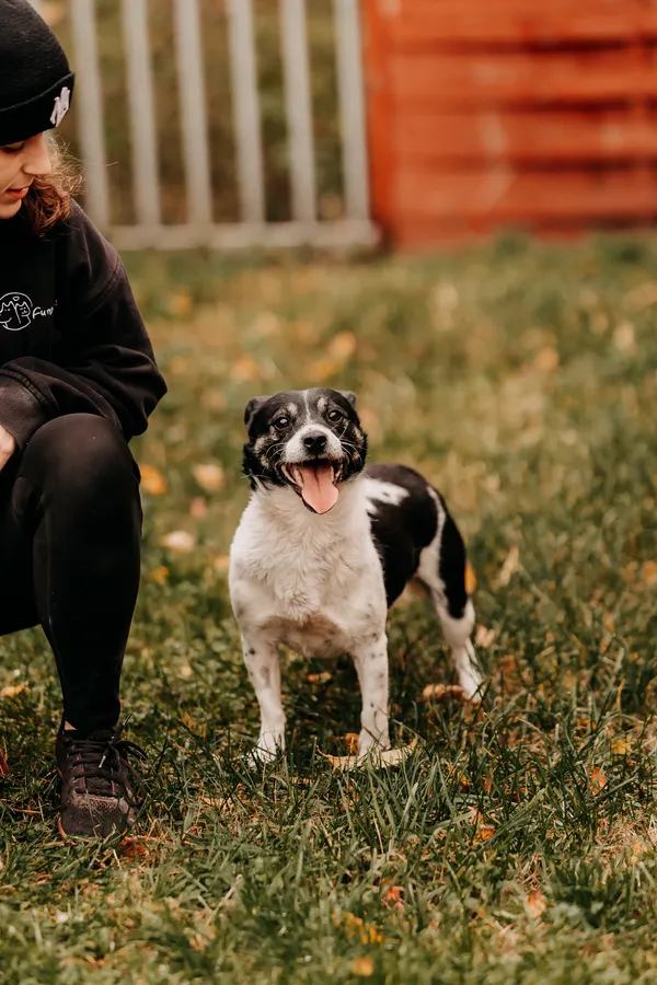 Pies do adopcji, Czartki, 5 listopada 2025 (5/5)