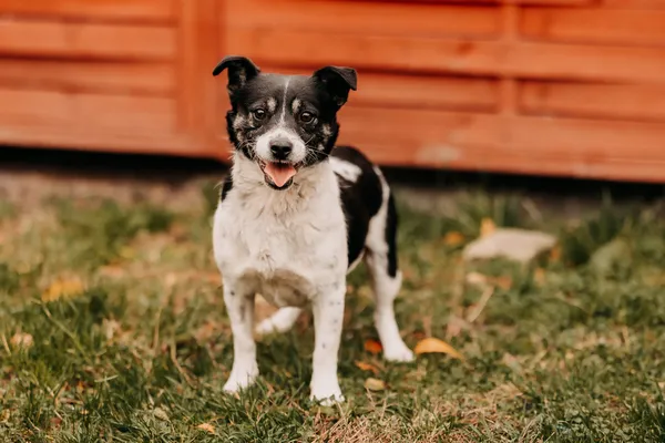 Pies do adopcji, Czartki, 5 listopada 2025 (3/5)