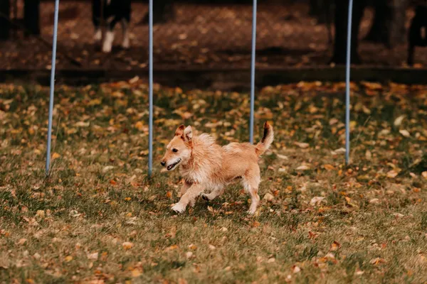 Pies do adopcji, Czartki, 5 listopada 2025 (1/5)