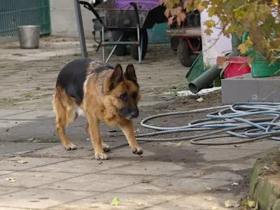 Pies do adopcji, Pabianice, 22 maja 2025 (3/5)