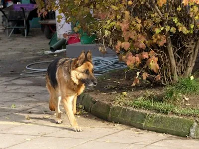 Pies do adopcji, Pabianice, 22 maja 2025 (4/5)