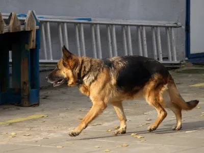 Pies do adopcji, Pabianice, 22 maja 2025 (5/5)