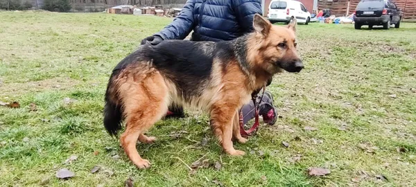 Pies do adopcji, Zgierz, 5 listopada 2025 (1/5)