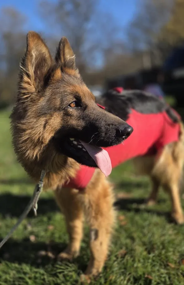 Pies do adopcji, Zgierz, 5 listopada 2025 (4/5)