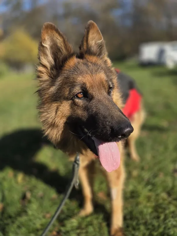 Pies do adopcji, Zgierz, 5 listopada 2025 (5/5)