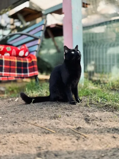 Kot do adopcji, Piła, 4 września 2025 (2/3)