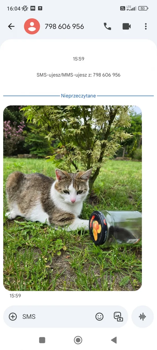 Zaginął kot, Łódź, 5 listopada 2025