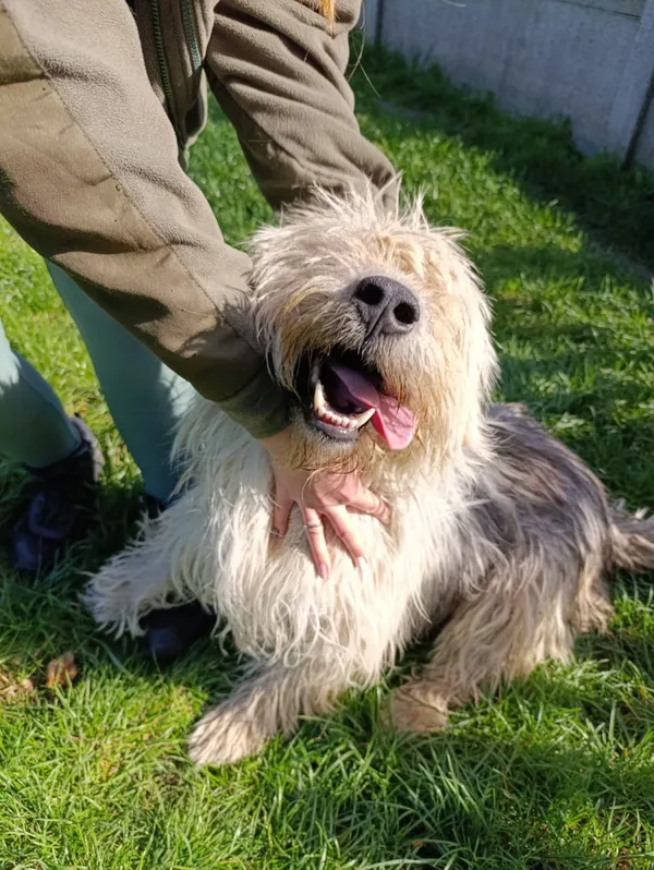 Pies do adopcji, Bełchatów, 28 stycznia 2025 (3/5)