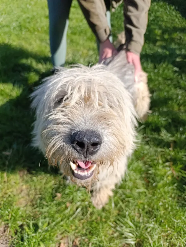 Pies do adopcji, Bełchatów, 28 stycznia 2025 (5/5)