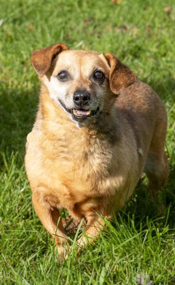 Pies do adopcji, Bełchatów, 11 grudnia 2021 (1/5)