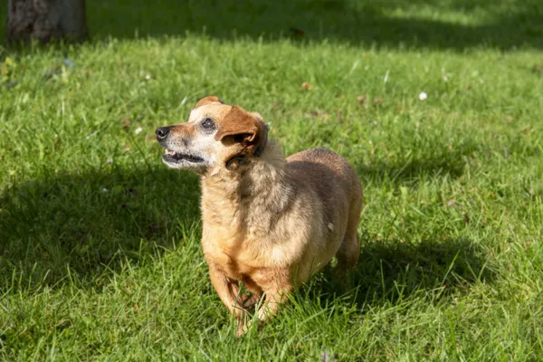 Pies do adopcji, Bełchatów, 11 grudnia 2021 (2/5)