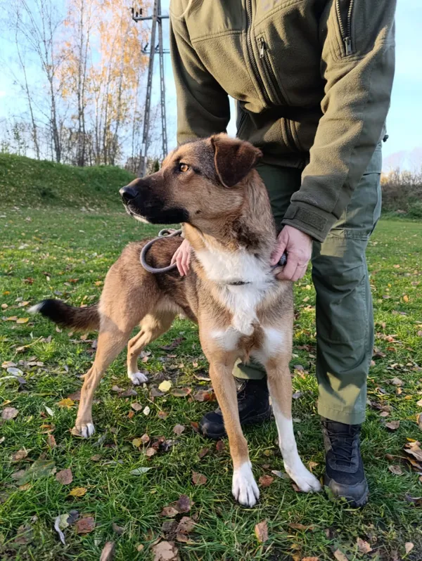 Pies do adopcji, Bełchatów, 30 listopada 2024 (2/5)