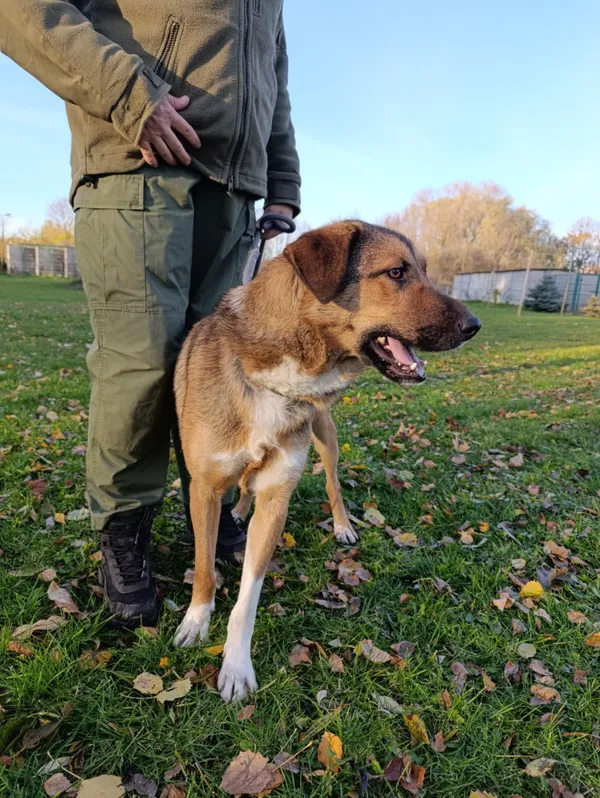 Pies do adopcji, Bełchatów, 30 listopada 2024 (3/5)