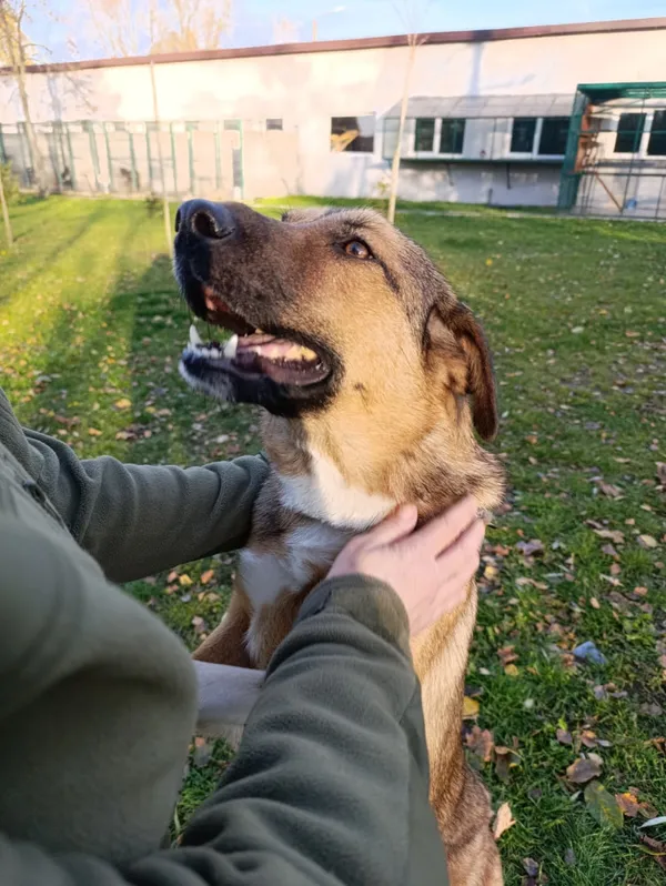 Pies do adopcji, Bełchatów, 30 listopada 2024 (4/5)