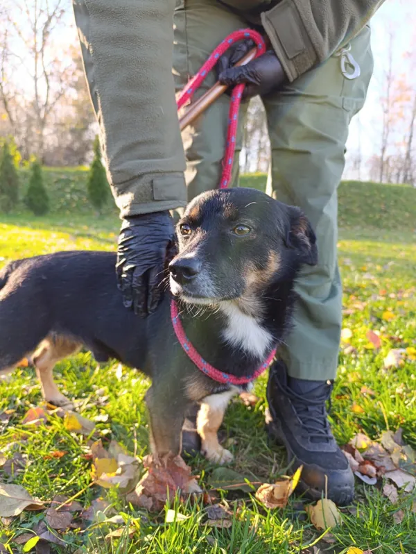 Pies do adopcji, Bełchatów, 8 października 2025 (1/5)