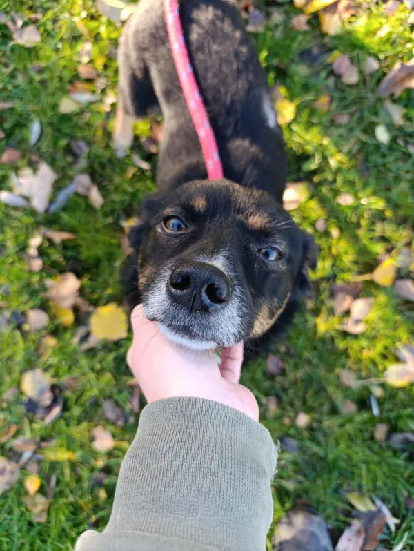 Pies do adopcji, Bełchatów, 8 października 2025 (3/5)