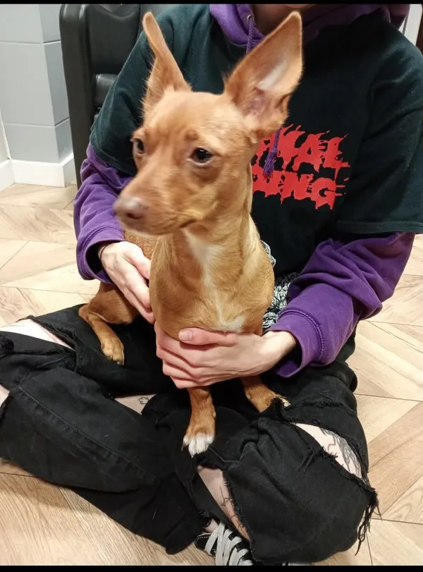 Znaleziono psa, Łódź, 5 listopada 2025