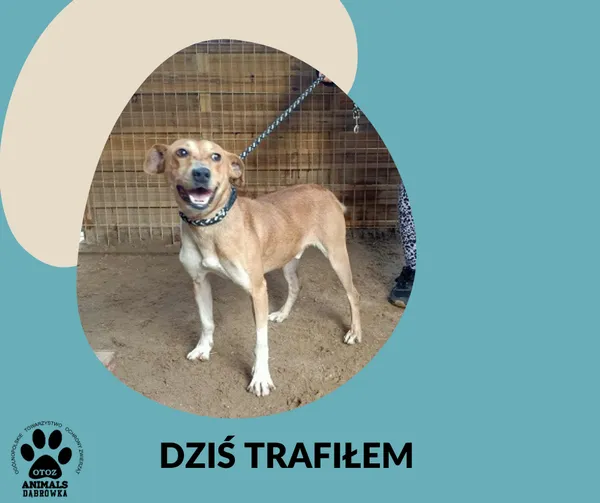 Znaleziono psa, Dąbrówka, 5 listopada 2025