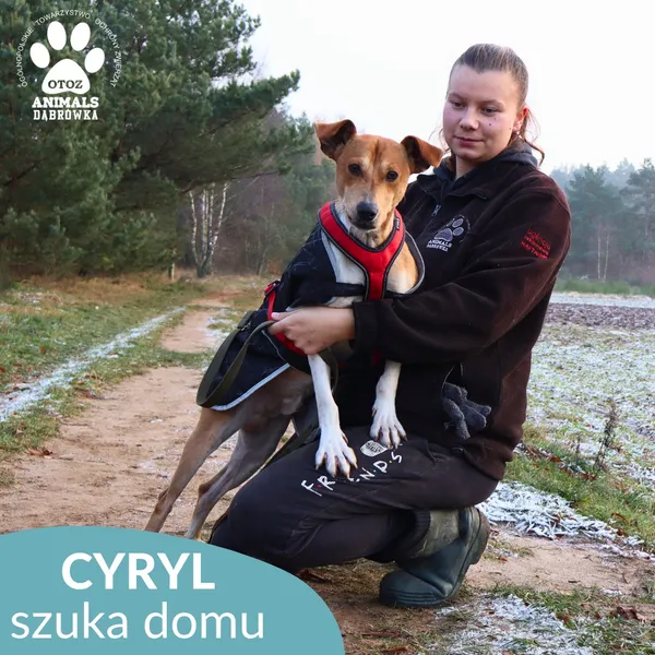 Znaleziono psa, Dąbrówka, 5 listopada 2025 (1/4)