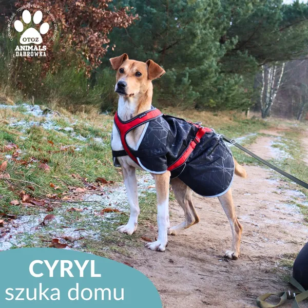 Znaleziono psa, Dąbrówka, 5 listopada 2025 (2/4)