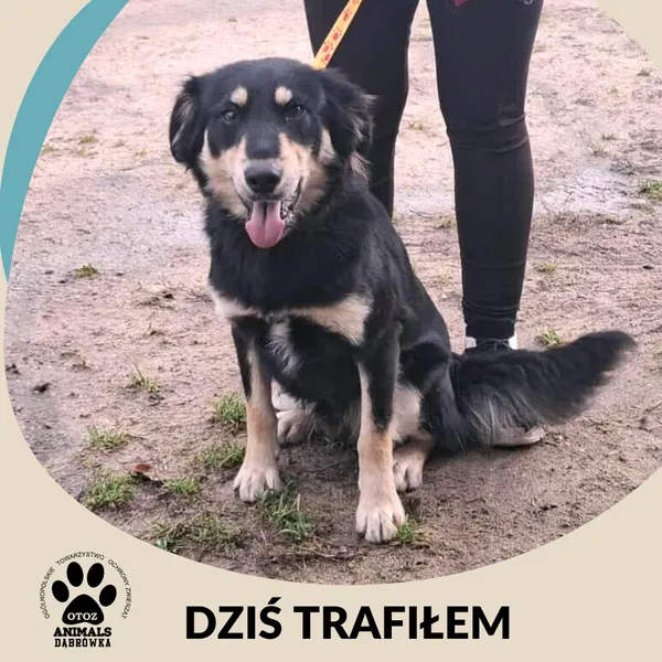 Znaleziono psa, Dąbrówka, 4 listopada 2025