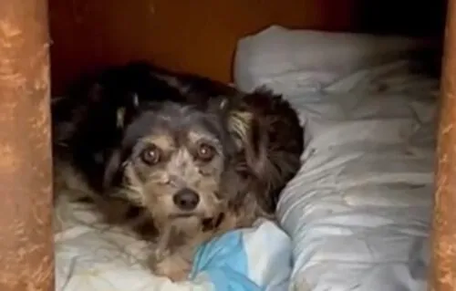 Pies do adopcji, Głowno, 5 listopada 2025 (1/2)