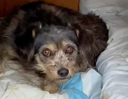 Pies do adopcji, Głowno, 5 listopada 2025 (2/2)